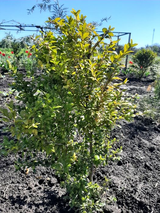 Продаю кущі самшита