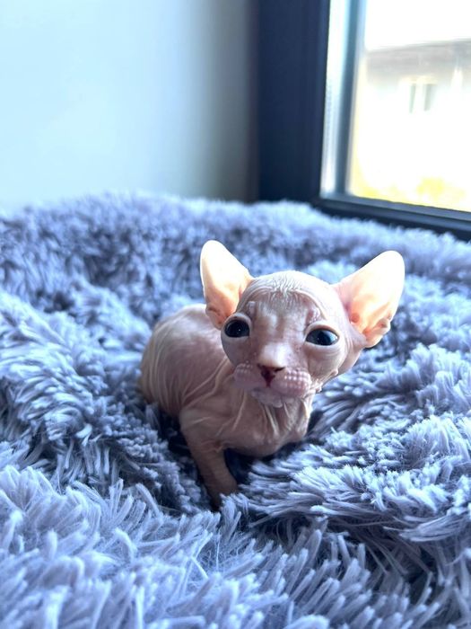Кошенята  Сфінкс