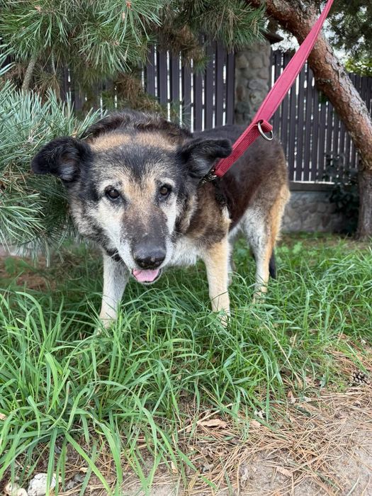 Kochana usia do adopcji