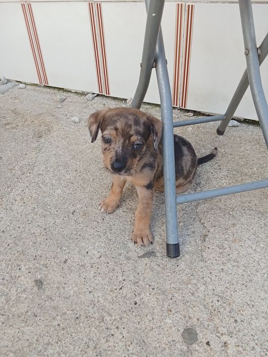 Animais para doação