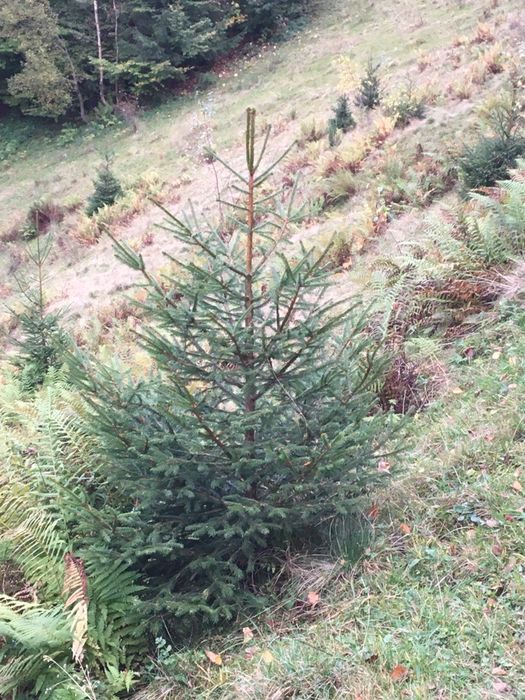 Смерека єль ялина туї бук клен мудрина ялинка