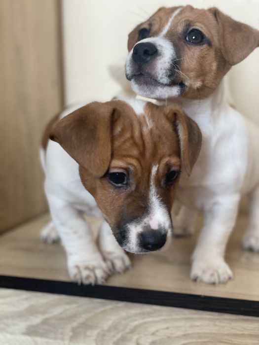 Джек рассел цуценя, вакциновані, ветпаспорт