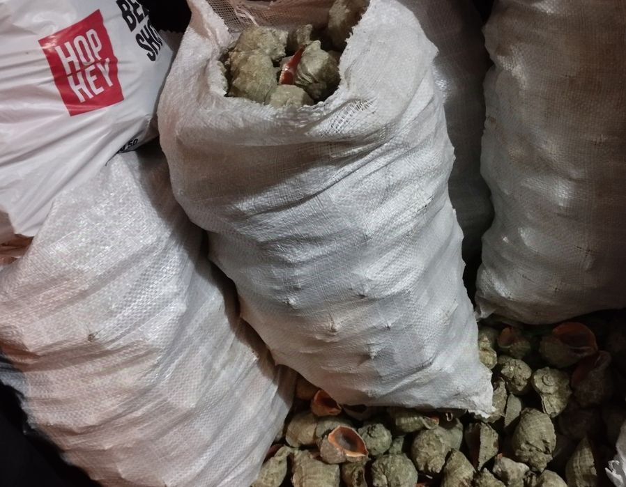 Раковини рапани мушлі чорноморські