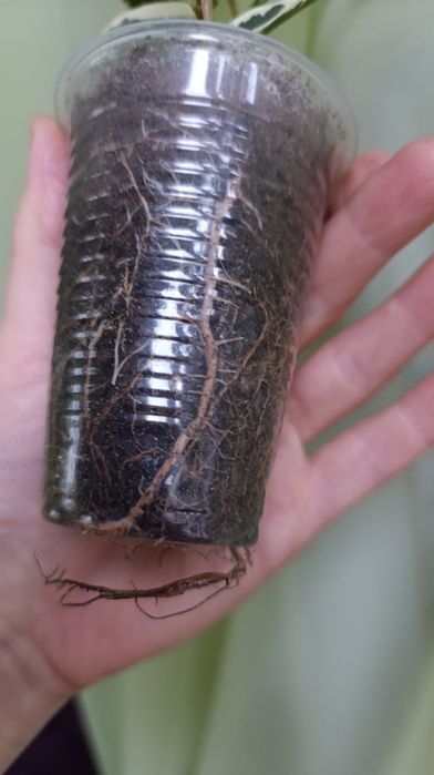 Твайлайт. Фікус Бенжаміна