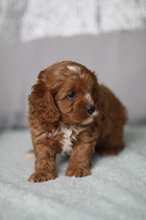 *** Cavapoo śliczny***