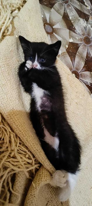 Грайливий хлопчик безкоштовно