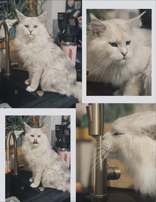 Ogromna kotka maine coon srebrna shaded