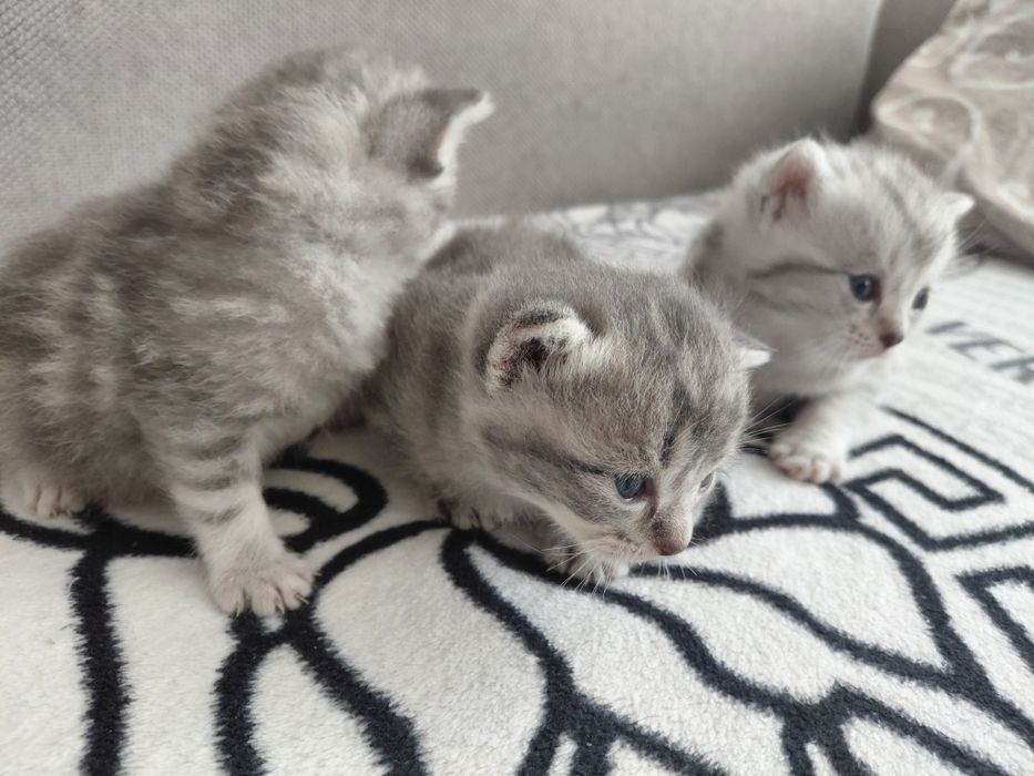 Котята шотландские
