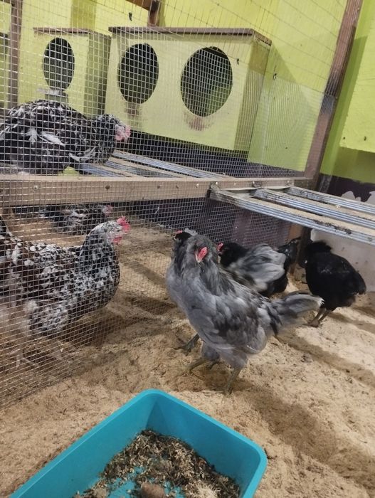 Півень Амераукан