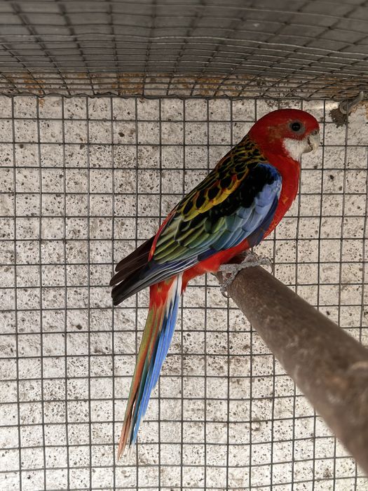 Roselas Opalinas e Rubinas