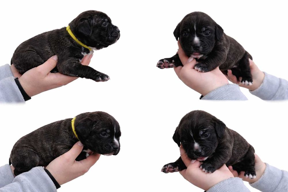 Bebe Cane corso italiano