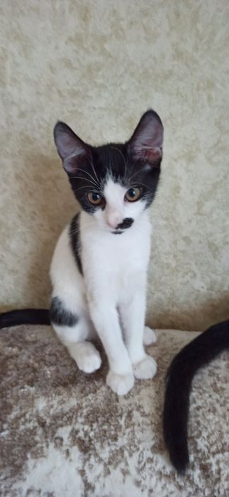 Котята в поисках дома!