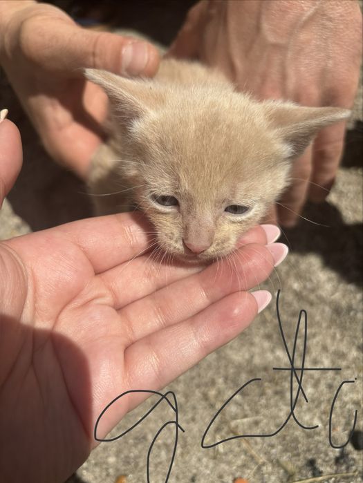 Dou gatinhos muito fofos
