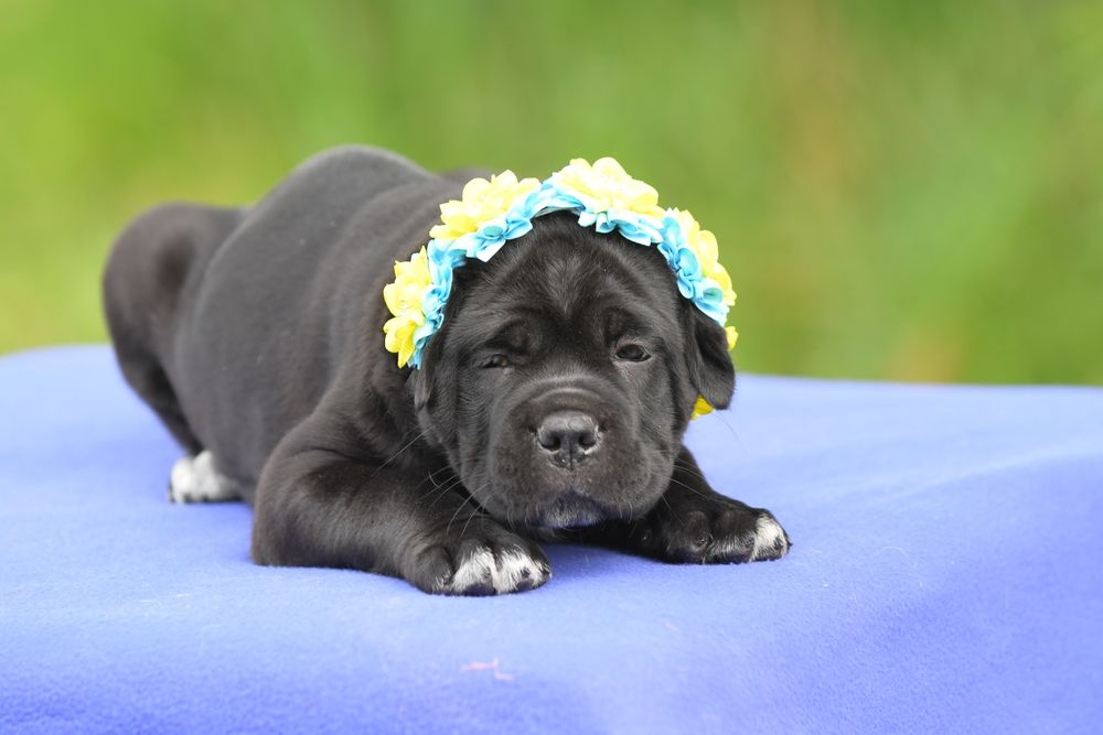 Кане корсо cane corso