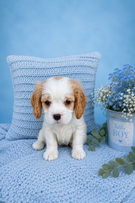 Cavalier King Cherls Spaniel chłopiec