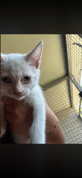 Gatinhas para adocao responsavel