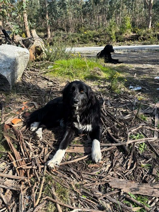 Adoção conjunta caezinhos com 2 anos