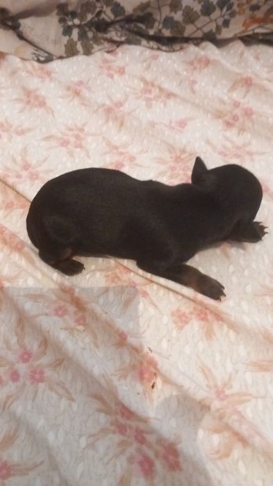 Vendo cães pincher