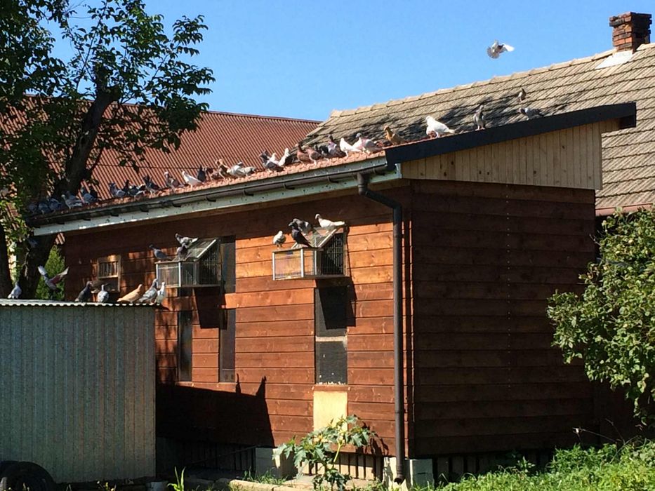 Pilnie sprzedam Gołębnik !!