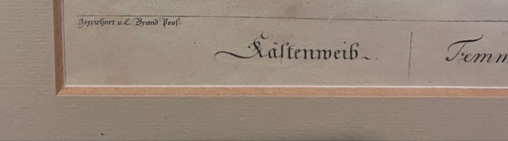 Miedzioryt „Kobieta z kasztanami” Johann Christian Brand