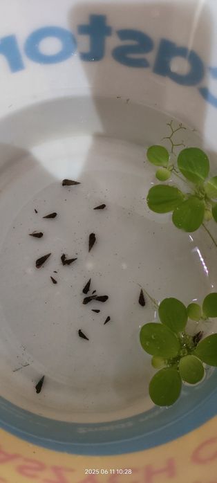 ślimaki świderki , czyściciele akwarium