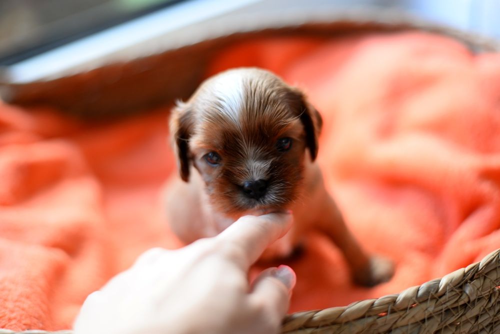 Szczeniak Cavalier King Charles Spaniel
