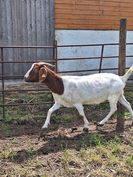 Vendo Cabras boer fêmeas