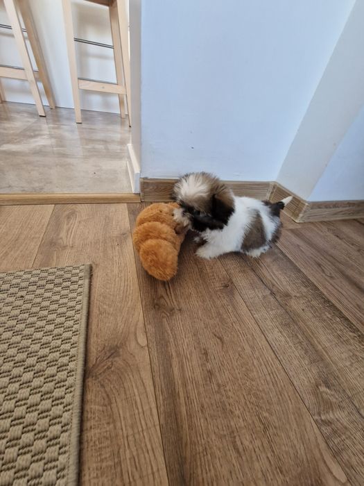 Mini suczka Shih tzu