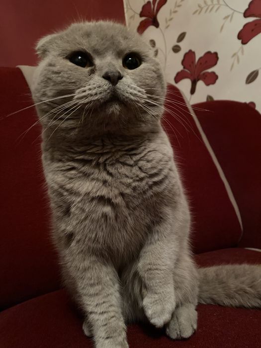 Шотландский вислоухий котик приглашает на вязку