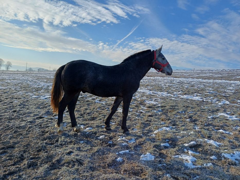 Wałach śląski, 2 lata, siwy