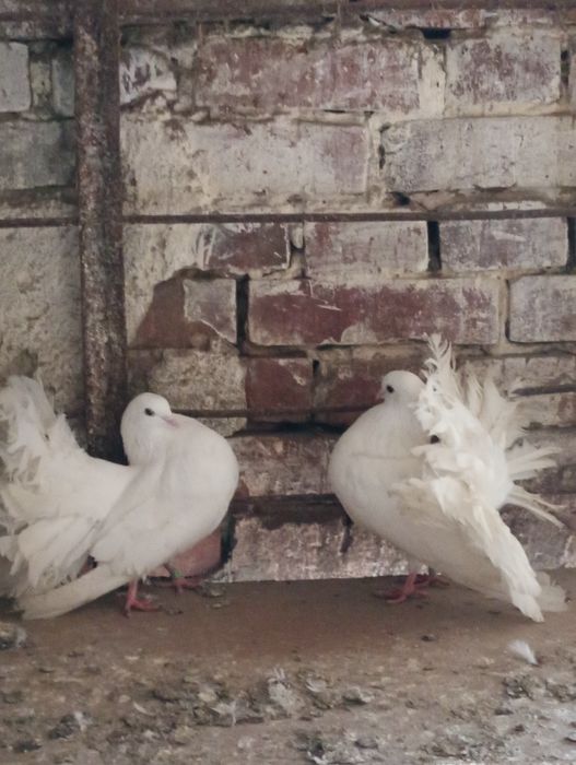 Sprzedam Pawiki lub zamienię