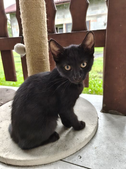 Kotki do adopcji