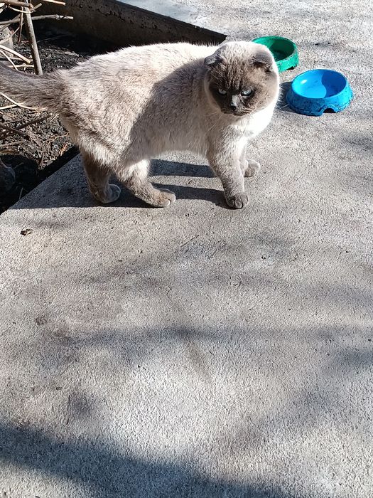 Віддам  два кота