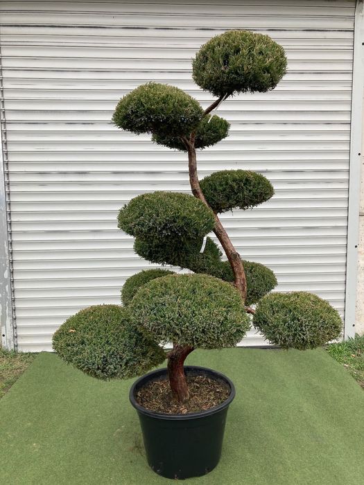 Doniczka Bonsai z Jaowca poredniego "Mint Julep" - 170 cm Wrocaw Krzyki   OLX.pl