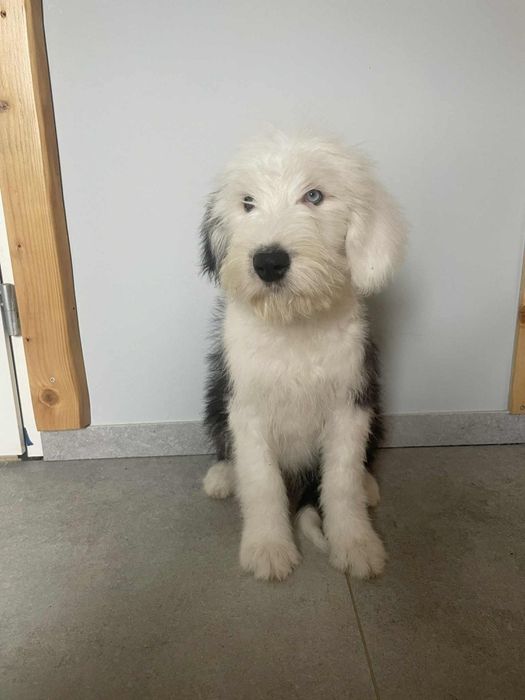 Owczarek staroangielski-Bobtail