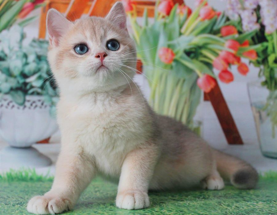 Найяскравіше забарвлення - голубе золото, британський котик