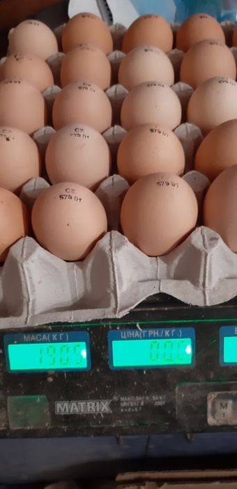 Яйцо Бройлера кобб500 Чехия