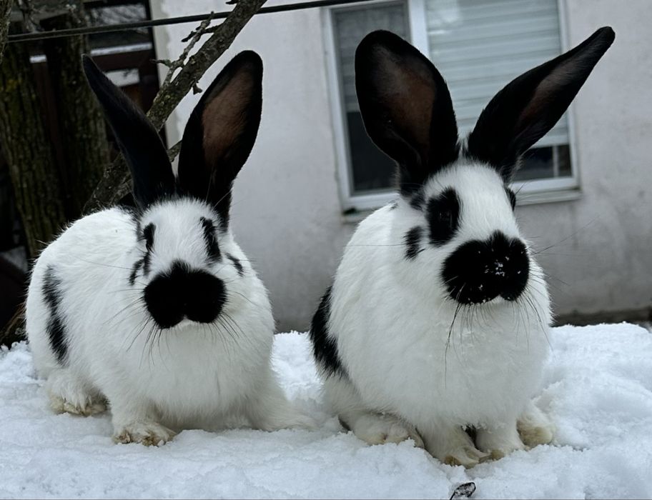 Кролі кролики  Німецький строкатий велетень