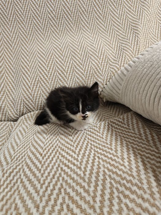 Gatinha para adoção
