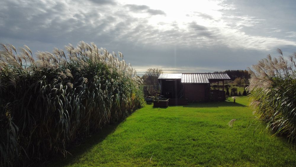 Oddam Miskant Olbrzymi Miscanthus giganteus
 giganteus
 giganteus