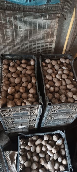 Бульба насінева.