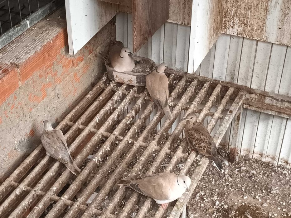 Rolas castanhas ,brancas e outras