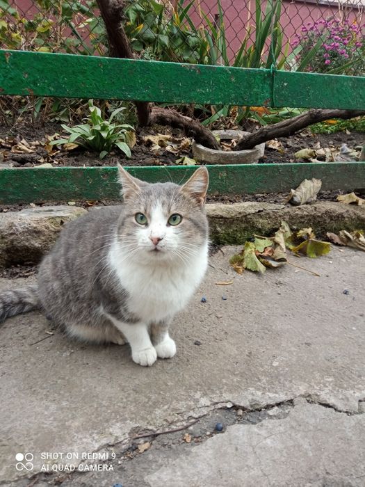 Ласкавий котик проситься в сім'ю