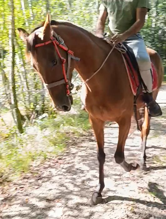 Para venda potra mansinha