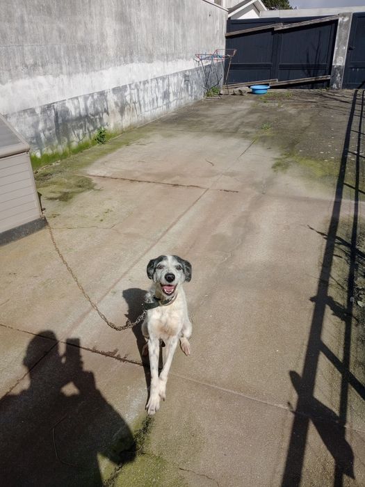 Cadela para adoção