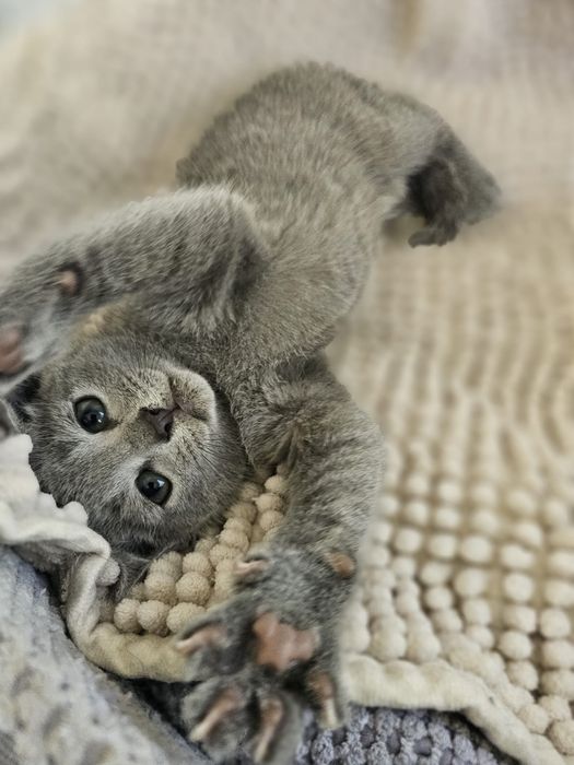 Kotek Rosyjski Niebieski WCF