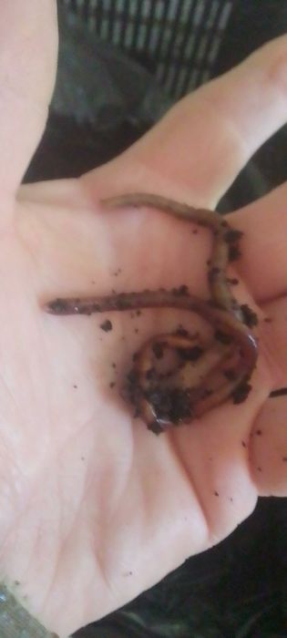 Дощовий хробакСтаратель