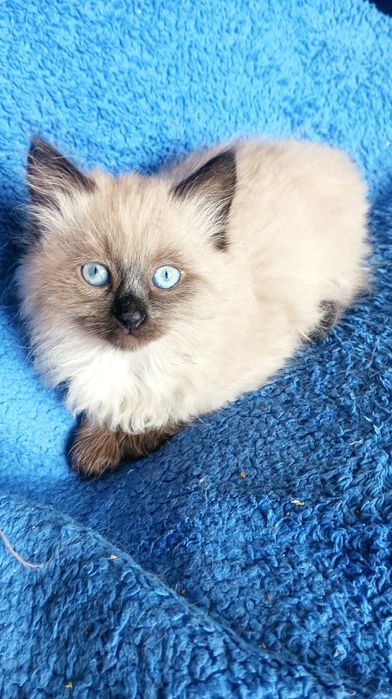 Хлопчик Невстка маскарадна 2 міс