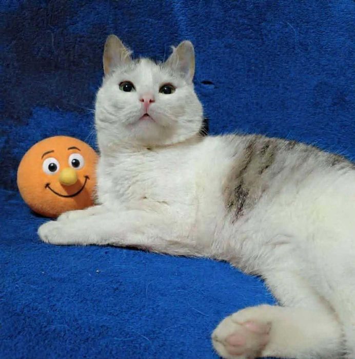 Kocurek Ptyś szuka domku