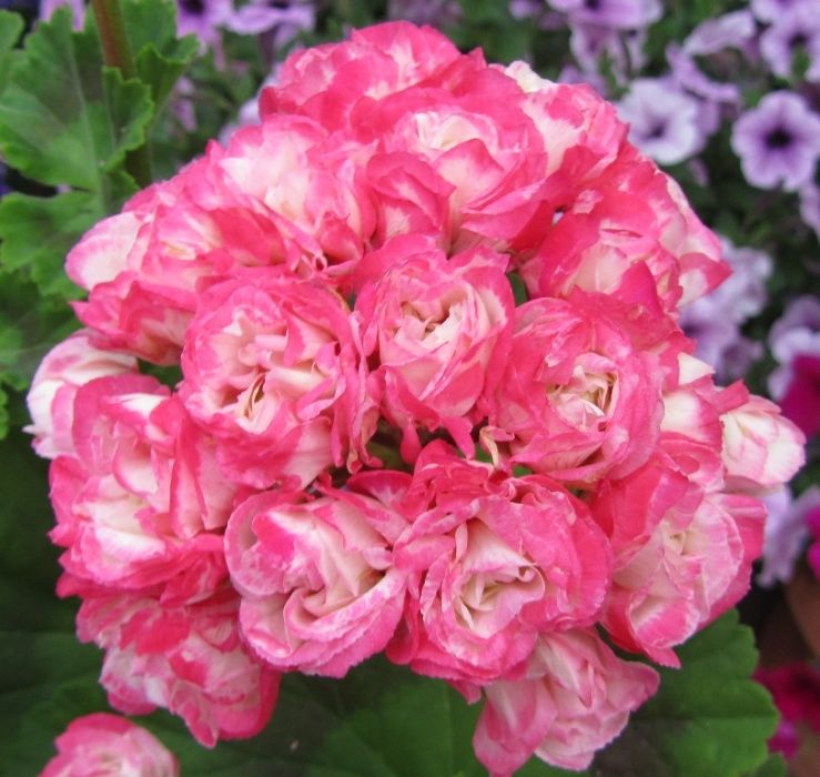 Пеларгонии сортовые